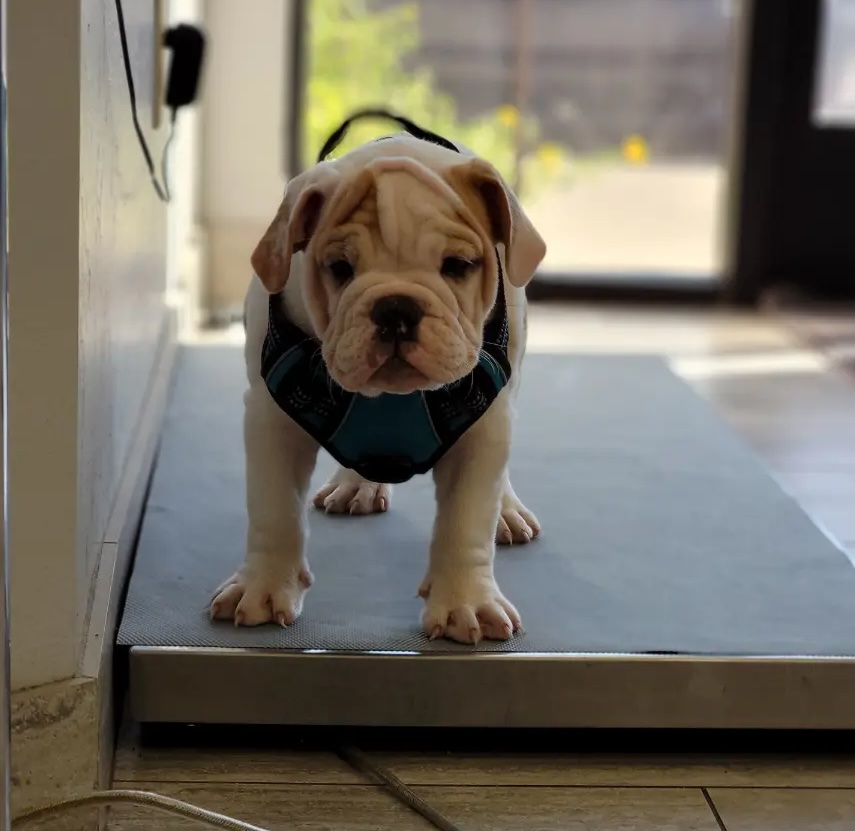 cute-puppy-patient copy