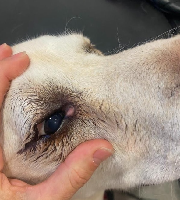 dog-eye-exam dog eye allergy