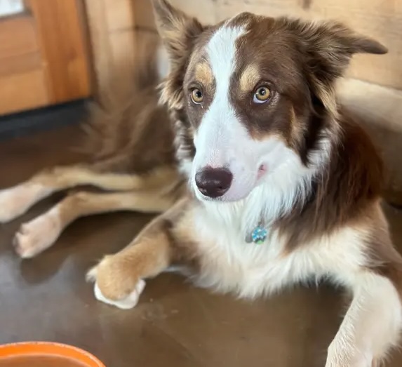 dog-ready-for-visit dog-ready-for-visit