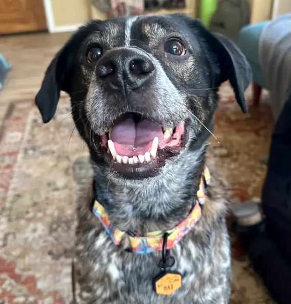 doggy-smiles copy doggy-smiles copy