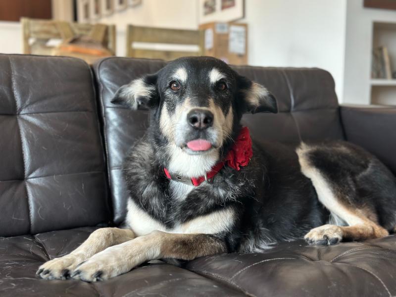 dog patient prepping for laser therapy