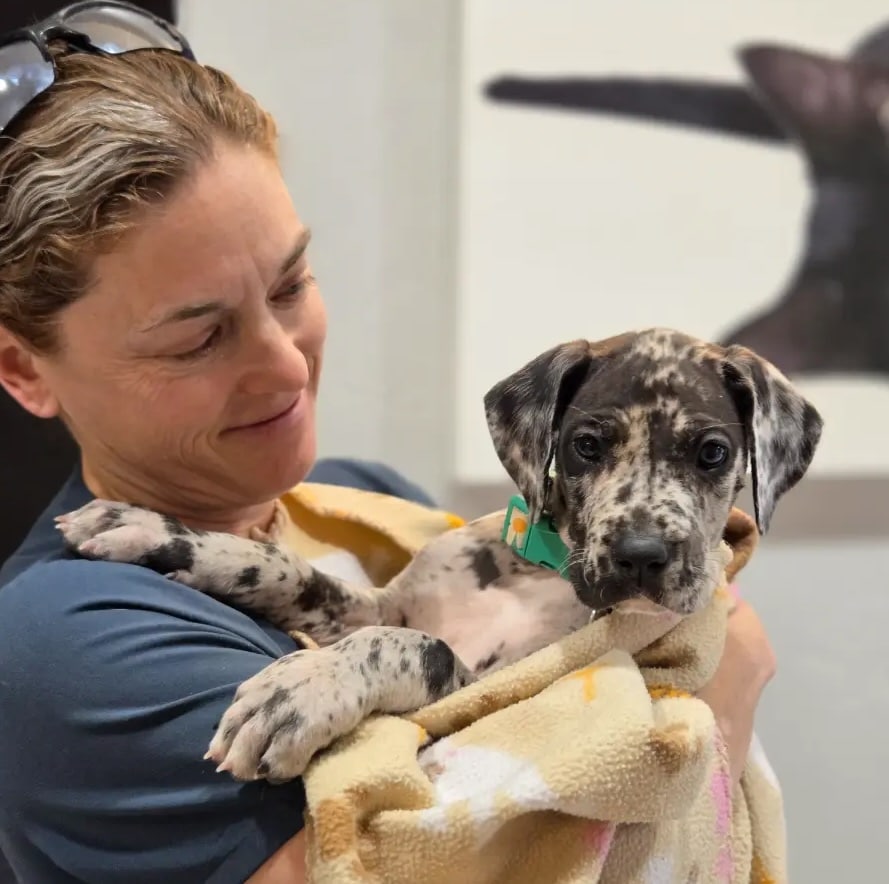 dr.cameron caring for a dog