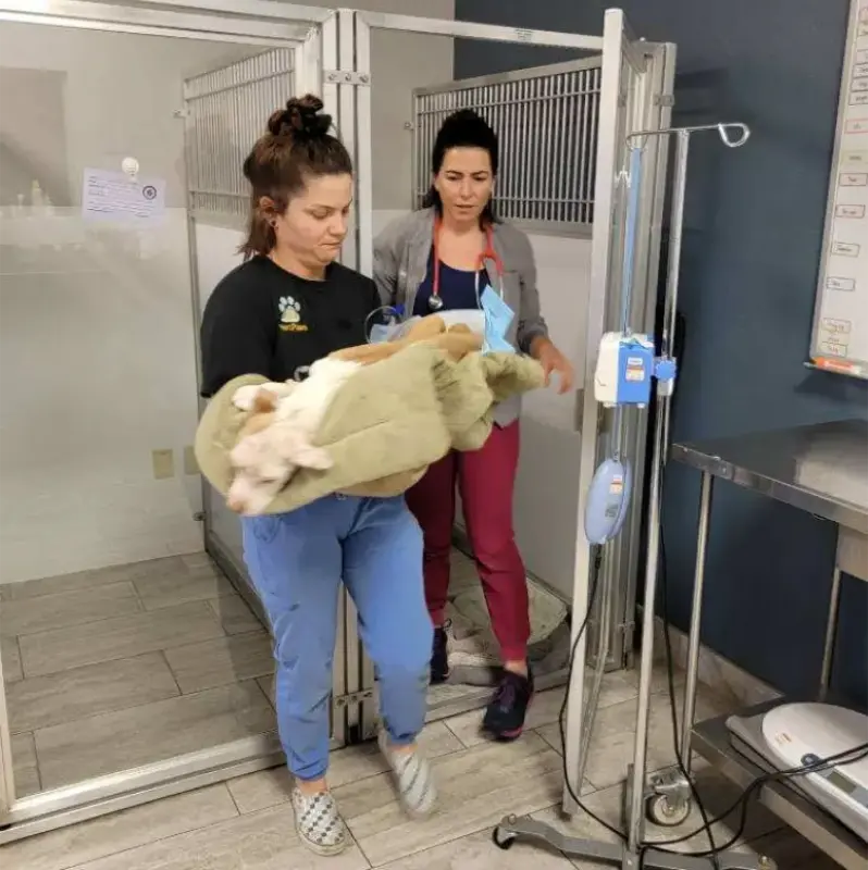 patient-care urgent care for pets