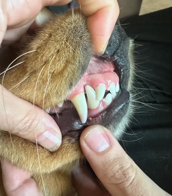 pet-dental-check copy pet-dental-check copy