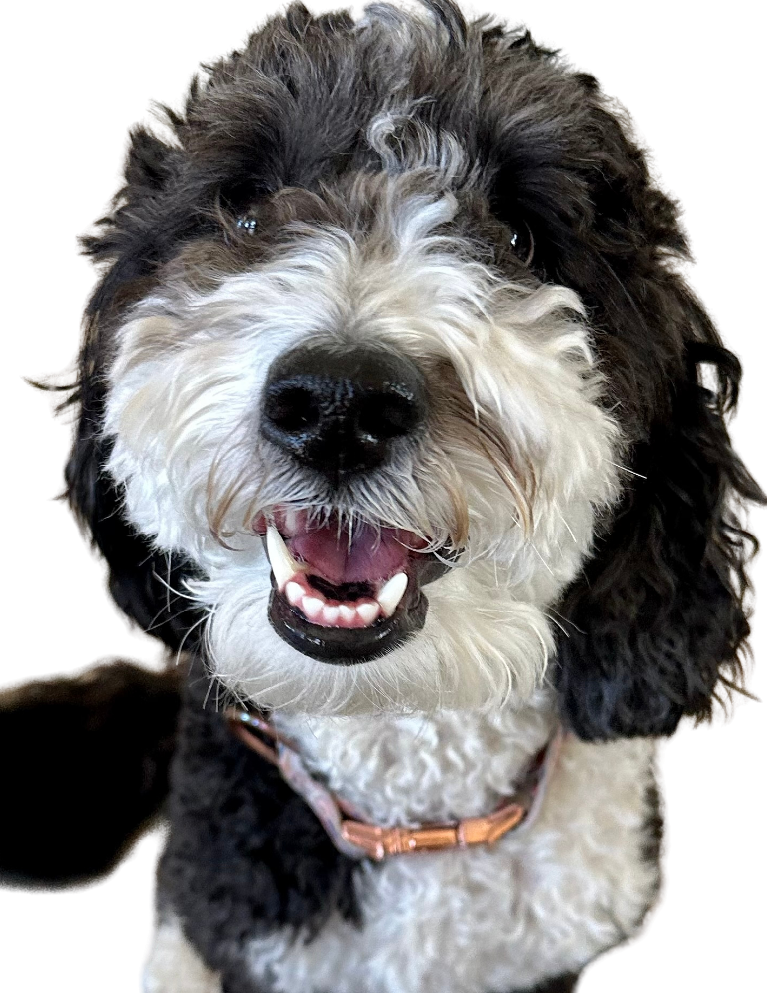 contact form pet patient dog