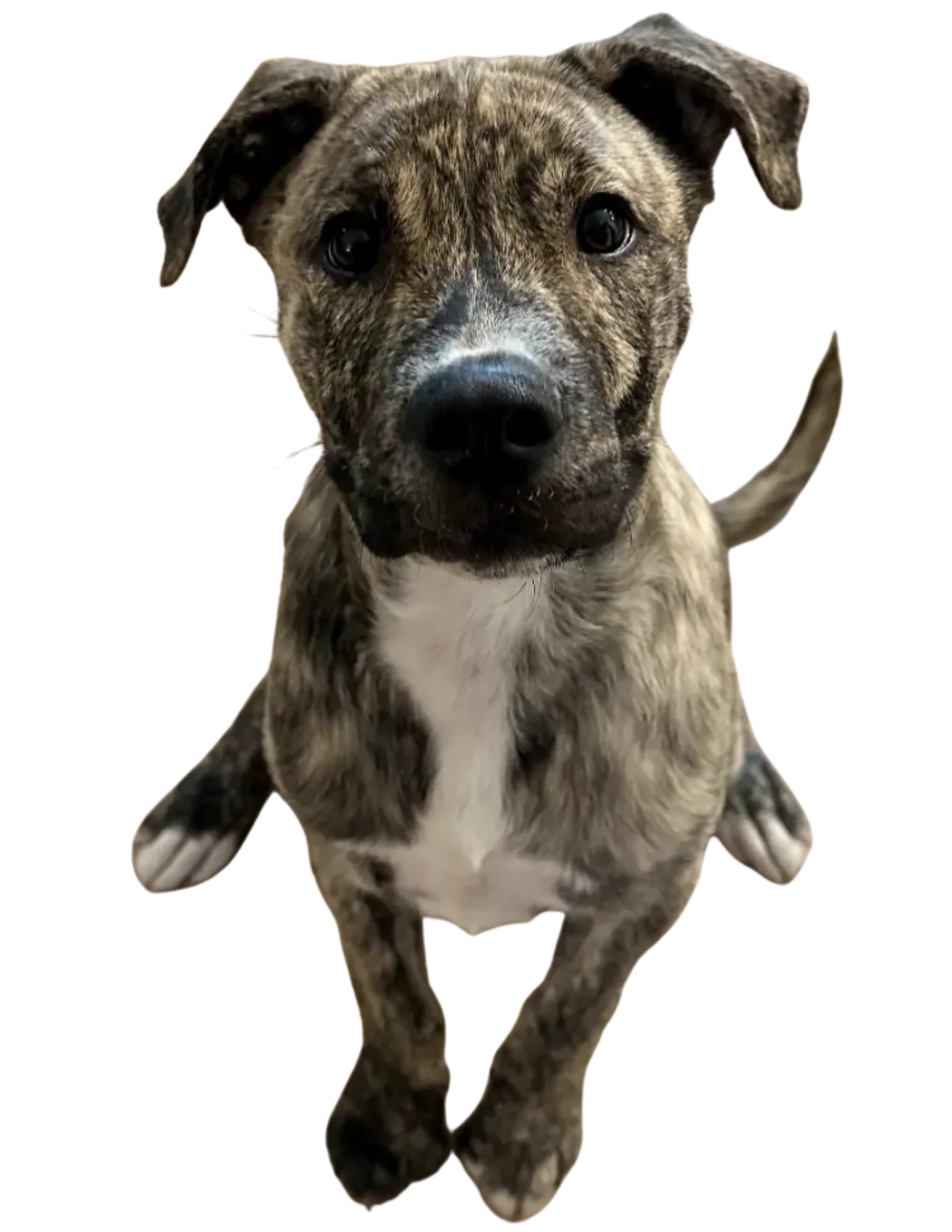 pet-patient-pup dog patient get in touch form