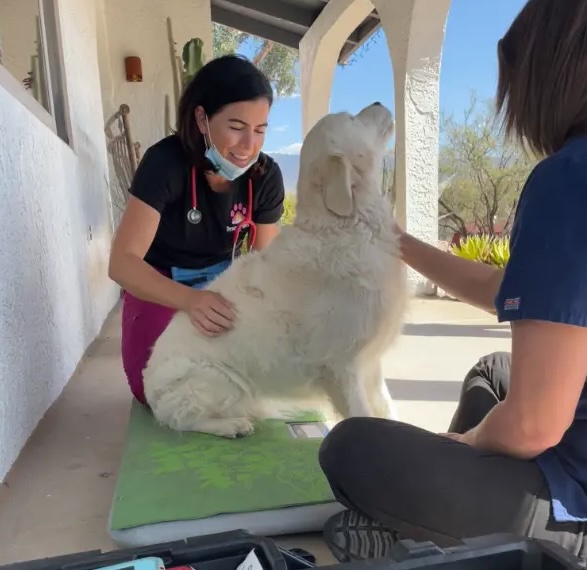 prepping-dog-for-vaccines wellness exam ready for vaccines at home