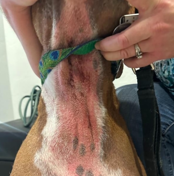 puppy-neck-rash pet neck allergy