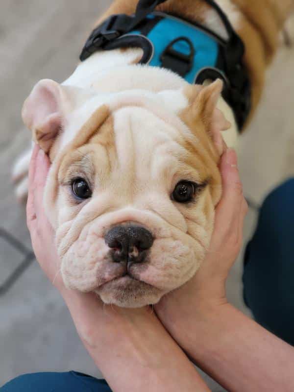 puppy-patient cute puppy patient