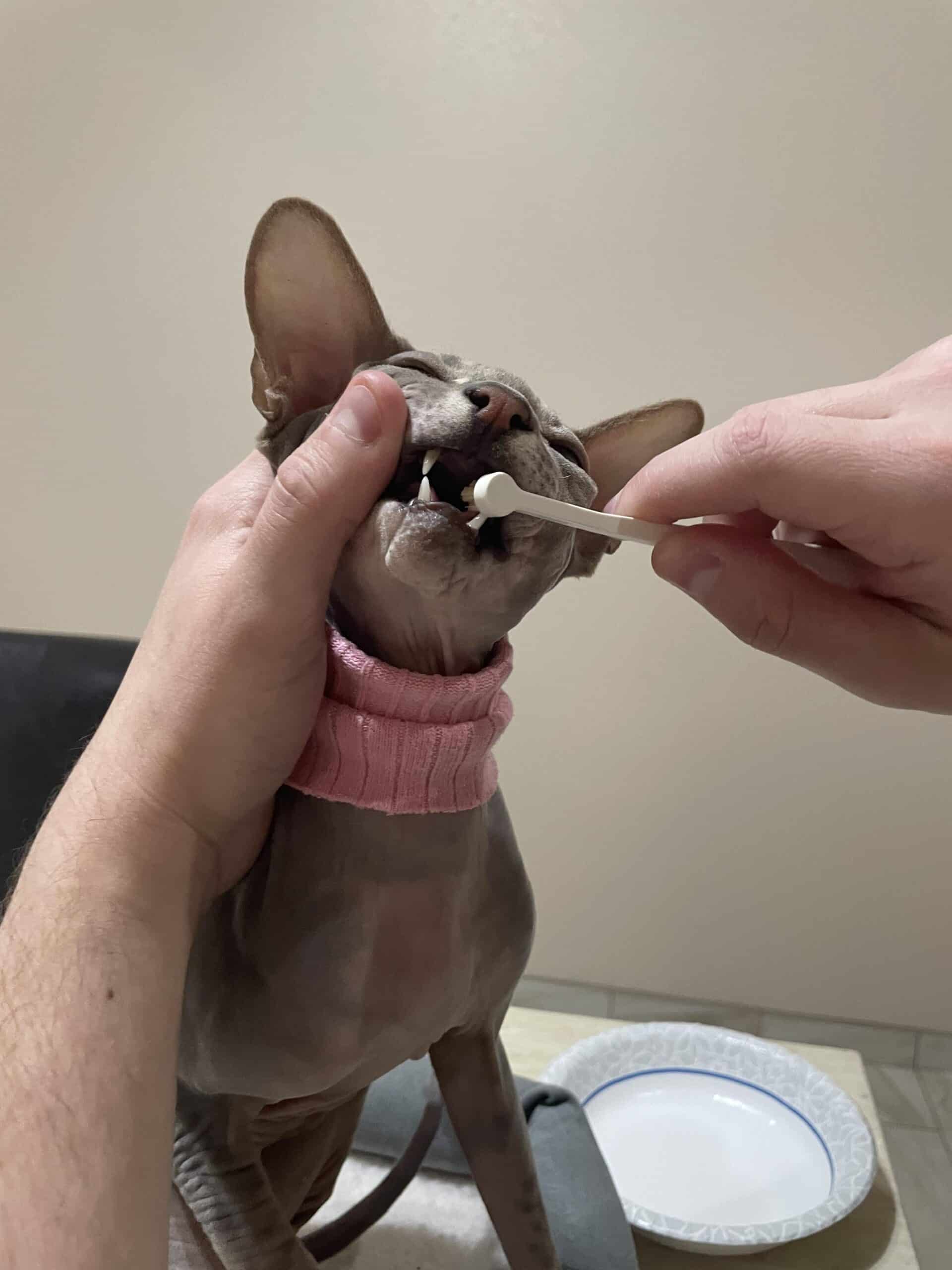 cat-dentistry cat-dentistry