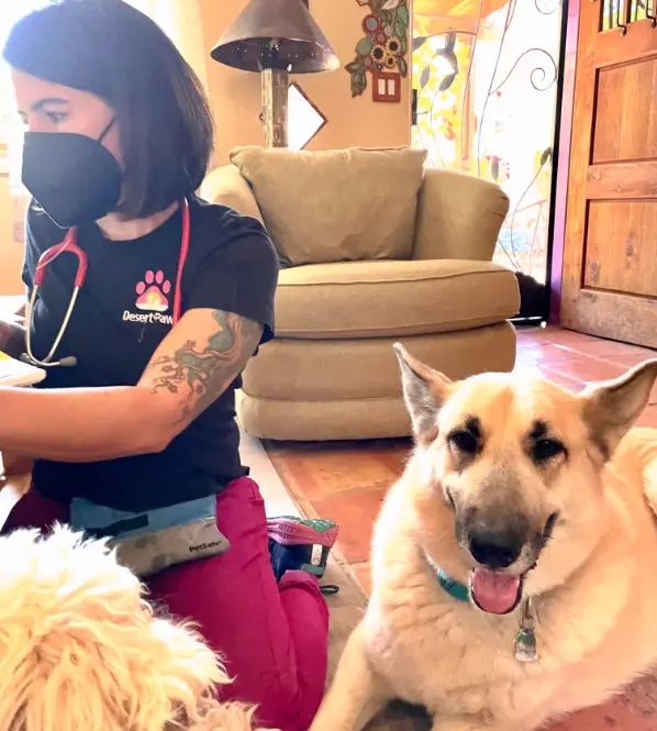 dr.martin with sick pup