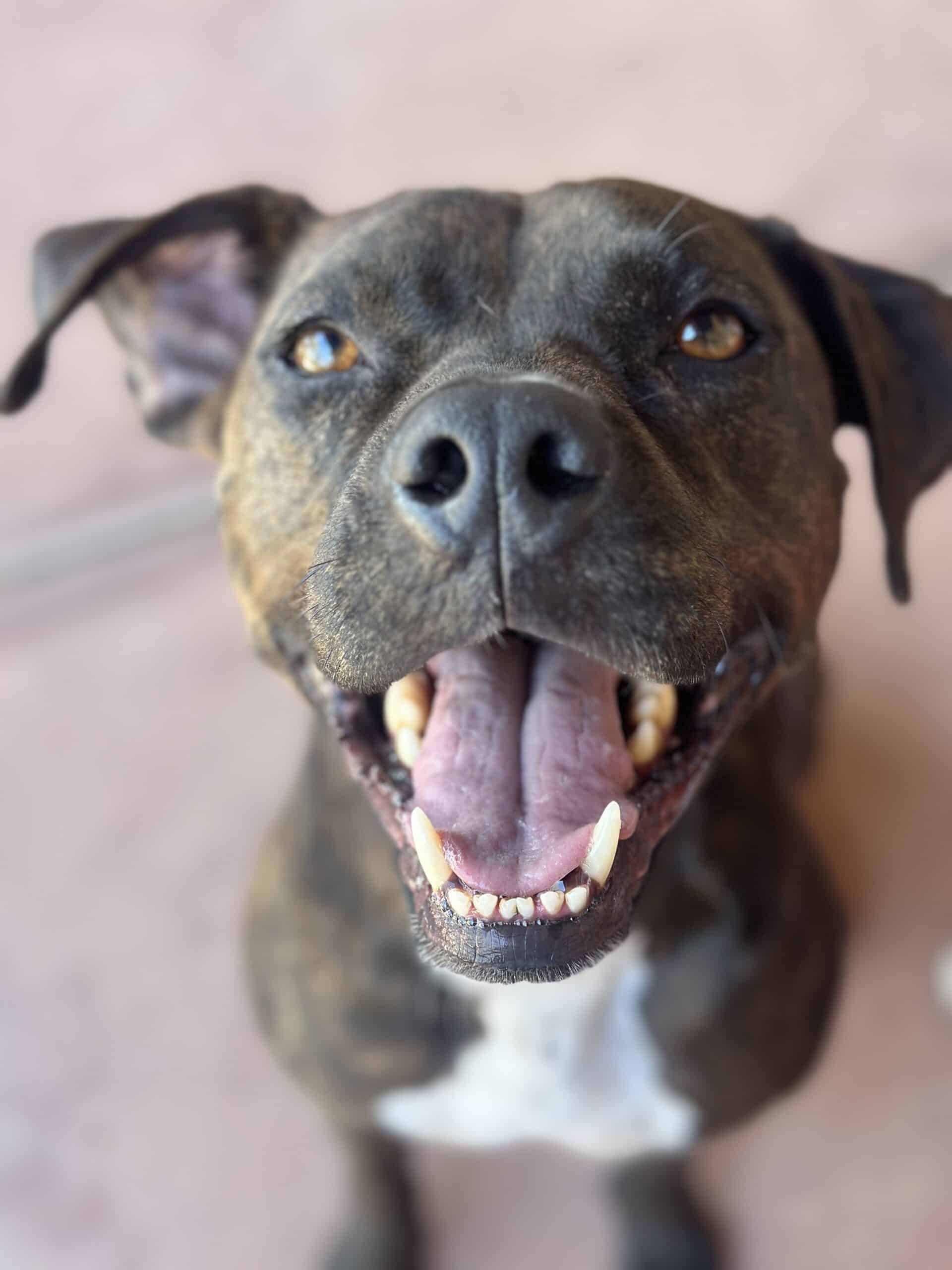 smiling-dog dog patient dentistry