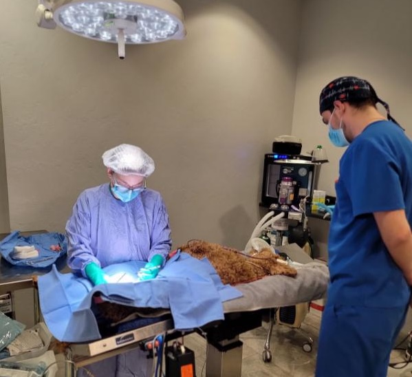 dr.stacey performing surgery on pet