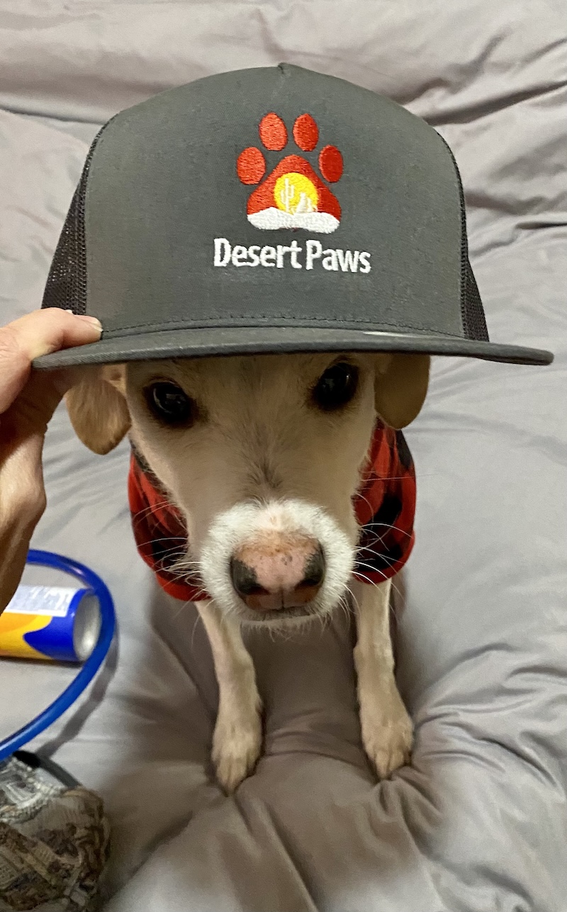 desert-paws-pet-patient cute puppy patient in desert paws hat