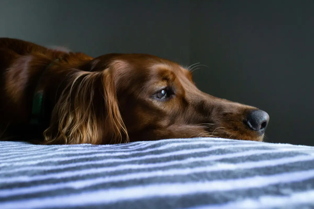 dog sleepy on blue blanket