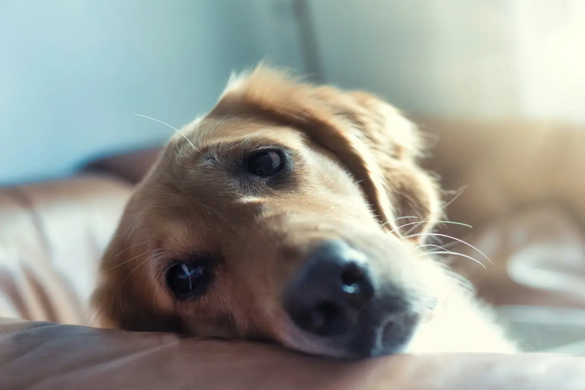 dog resting on couch