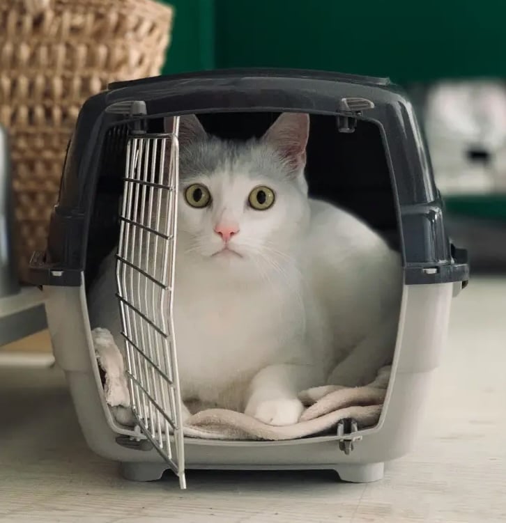 cat-travel