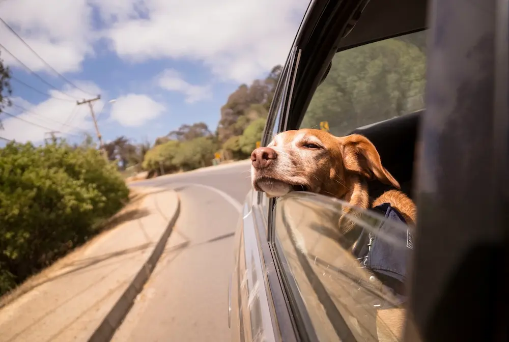 dog traveling in car
