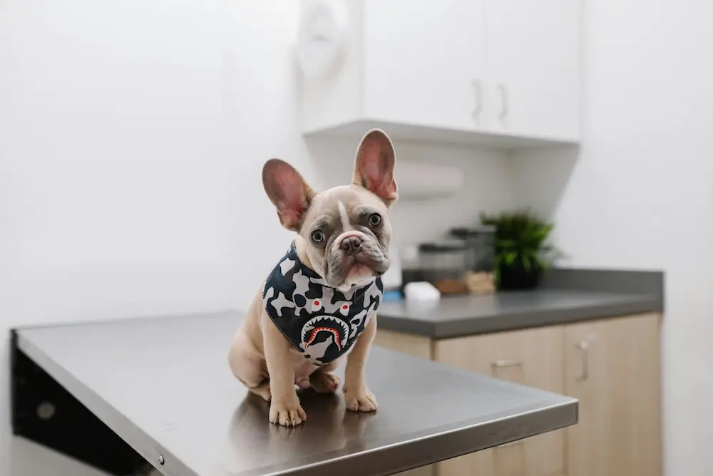 dog at vet