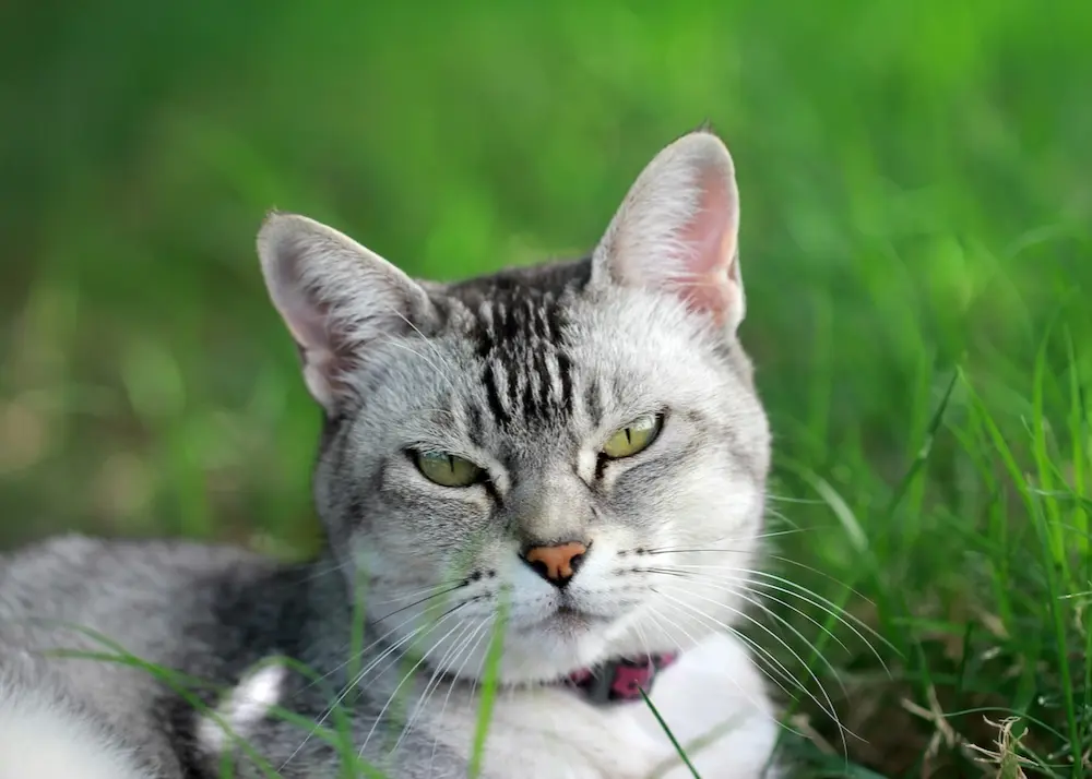 Preventive Bloodwork for Pets: Catching Health Problems Early