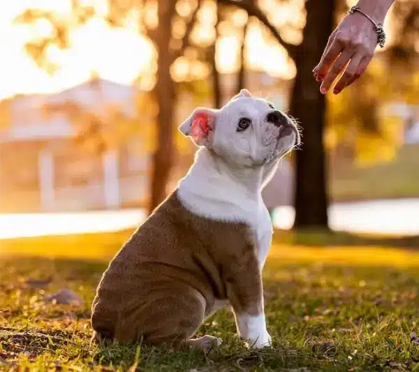 bull dog sitting on grass