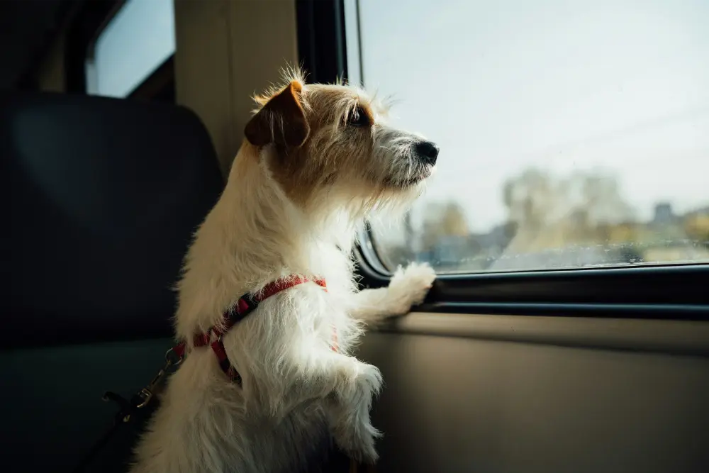 Traveling with Pets in the Heat: Summer Travel Tips for Pet Parents