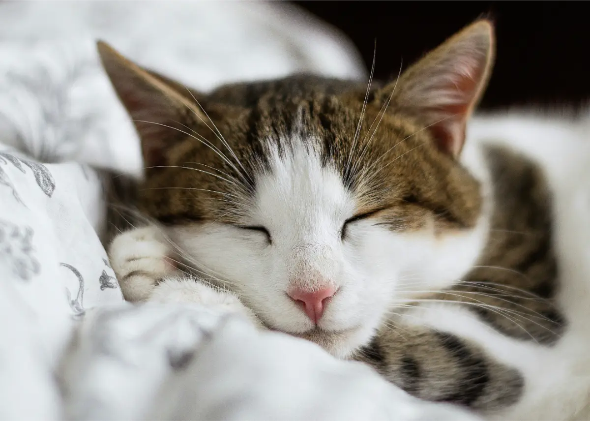 cat-asleep elderly cat patient